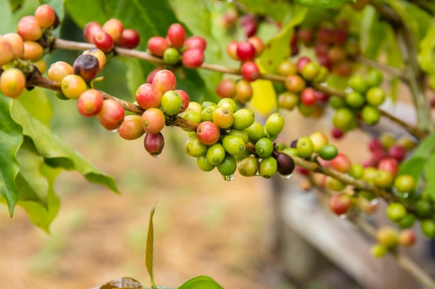 Fruta de los granos de café en el árbol en la granja