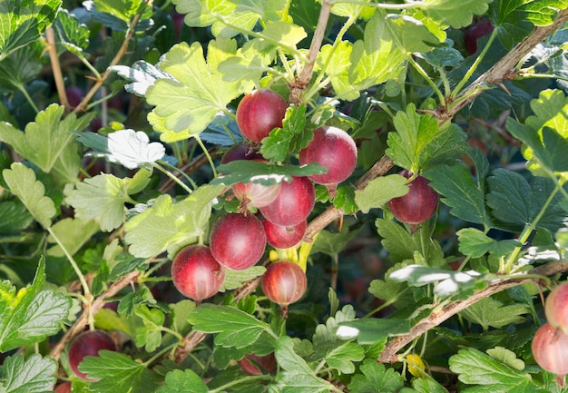 Fruta de grosella