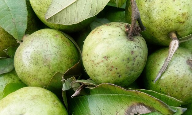 Fruta de guayaba fresca en bandeja de madera después de cosechada en la granja lista para servir o vender en el mercado