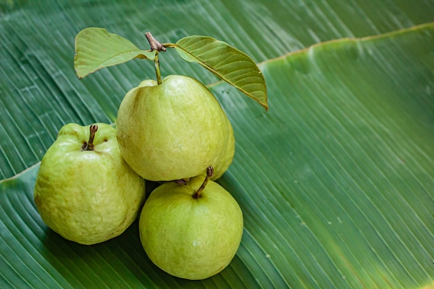 Fruta de guayaba fresca.
