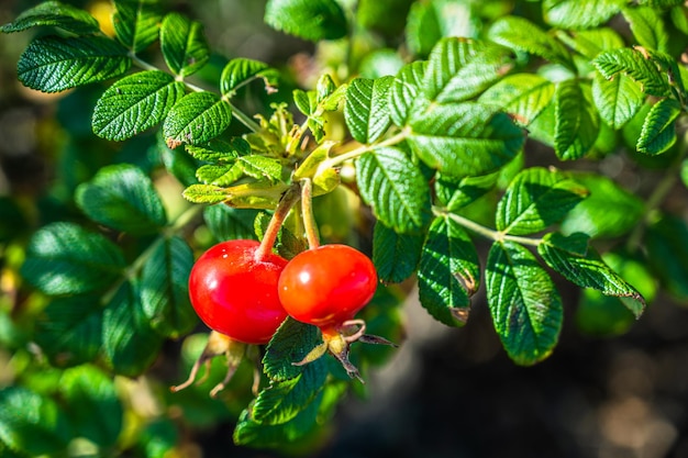 Fruta Hamanasu madura y fresca