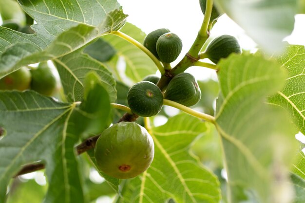 Fruta de higos morados y verdes colgando de la rama de una higuera ficus carica