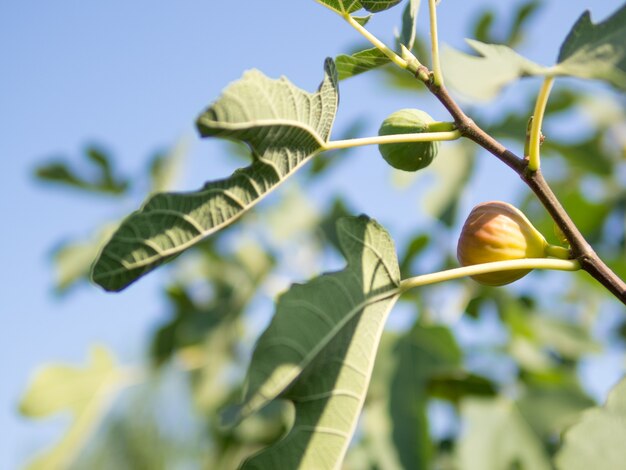 Fruta de higuera