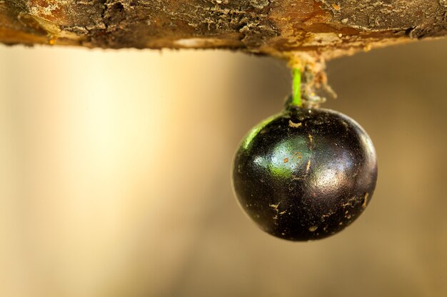 Fruta jaboticaba sola en el tronco - fruta madura dulce en toda regla - brasil