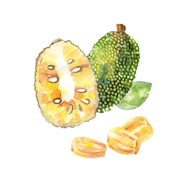 Fruta de jaca de acuarela