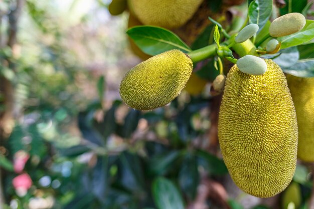 Fruta de jaca cruda verde en el árbol de jaca