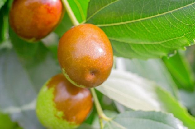 Fruta de jojoba madura en una rama de árbol closeup Fecha china en una rama