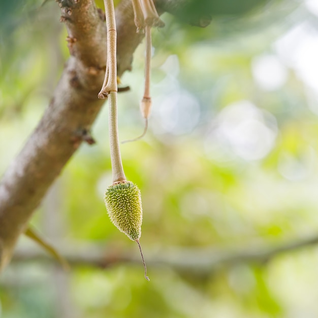 Fruta jovem durian na árvore