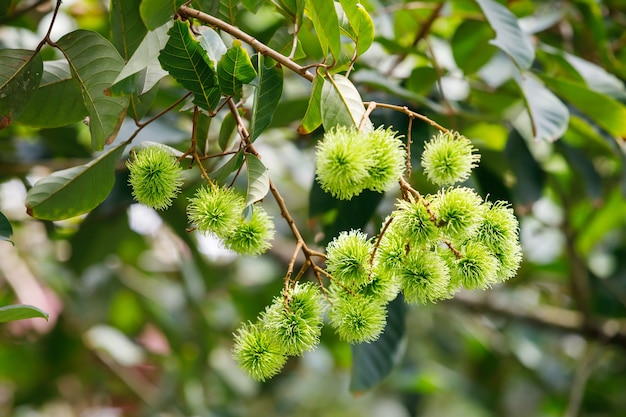 Fruta jovem rambutan na árvore