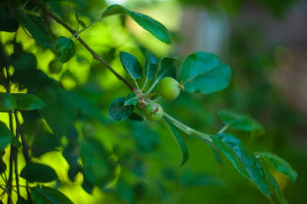 Fruta joven después de la floración de la manzana colgando de una rama de árbol en el jardín Primer plano Frutas verdes inmaduras en el jardín en verano Concepto de salud vegetariana