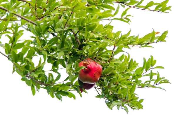 Fruta joven del granado