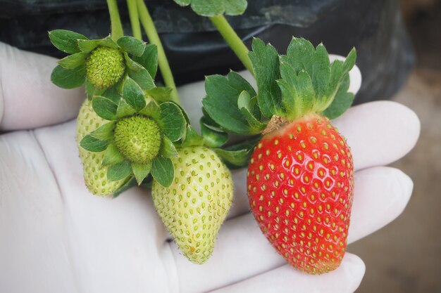 fruta jugosa fresca de fresa en la mano en la granja orgánica local