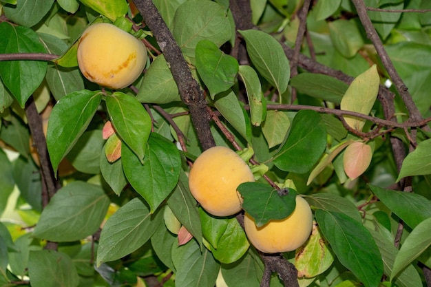 Fruta kaki colgando del árbol