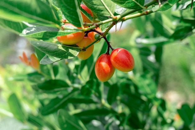 Fruta Karonda na árvore