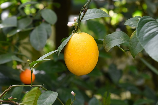 Fruta Kumquat ou Citrus japonica crescendo em um galho