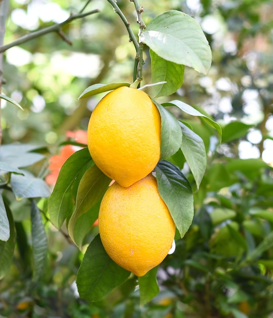 Fruta Kumquat ou Citrus japonica crescendo em um galho