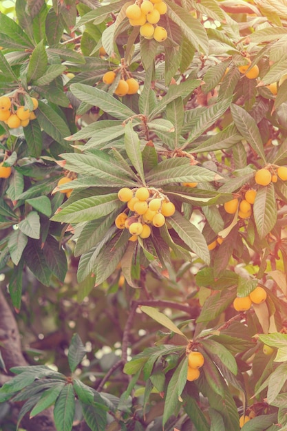 Fruta laranja em galhos à luz do sol