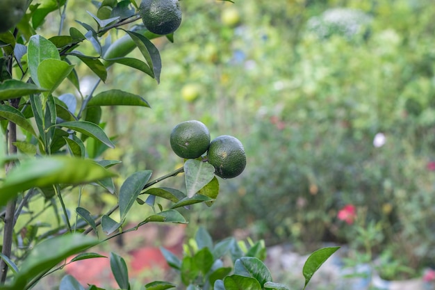 Fruta laranja fresca crescendo na árvore de perto