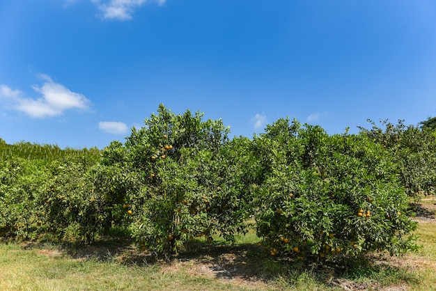 Fruta laranja na laranjeira no jardim de verão