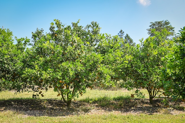 Fruta laranja na laranjeira no jardim de verão