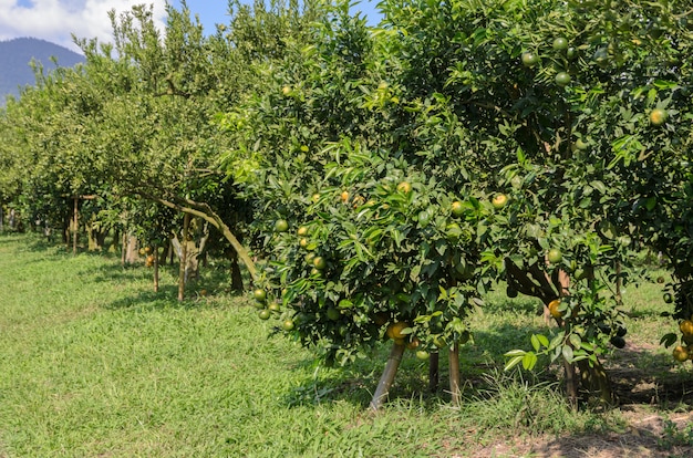 Fruta laranja na sua árvore no jardim