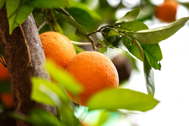Fruta laranja nas árvores