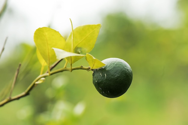 fruta laranja