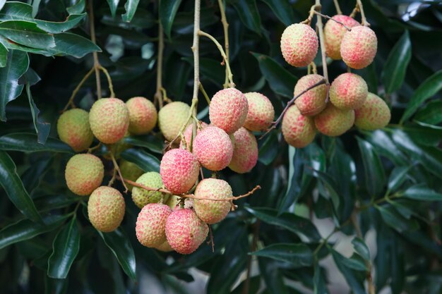 Foto fruta de lichi en el árbol