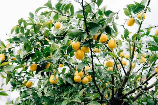 Fruta de limón amarillo en las ramas del árbol entre el follaje cubierto de gotas de lluvia