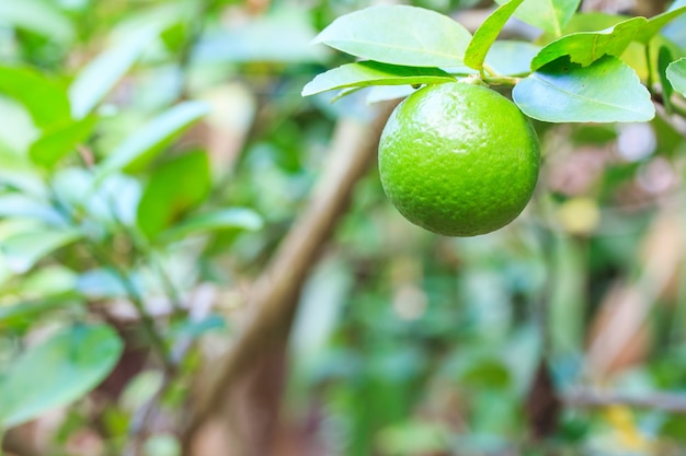 Fruta de limón en el árbol de limón Tenga una bola verde en el árbol.