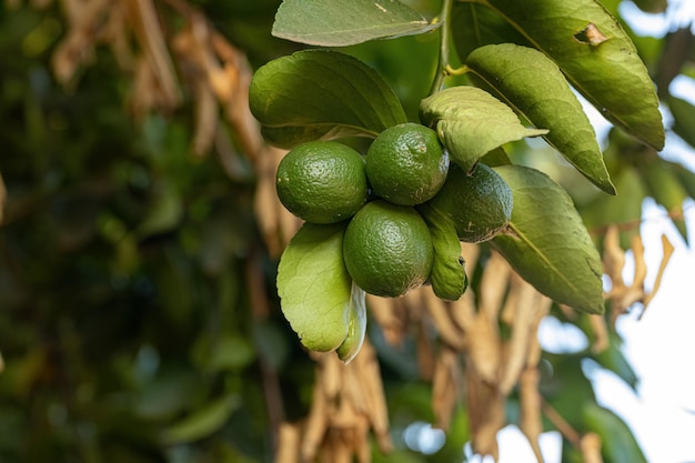 Fruta de limón pequeña