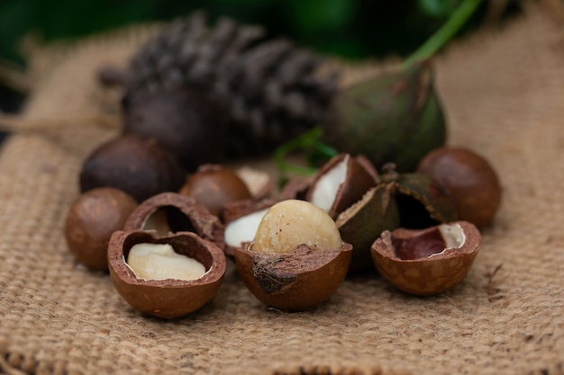 Fruta de macadamia con flores de pino