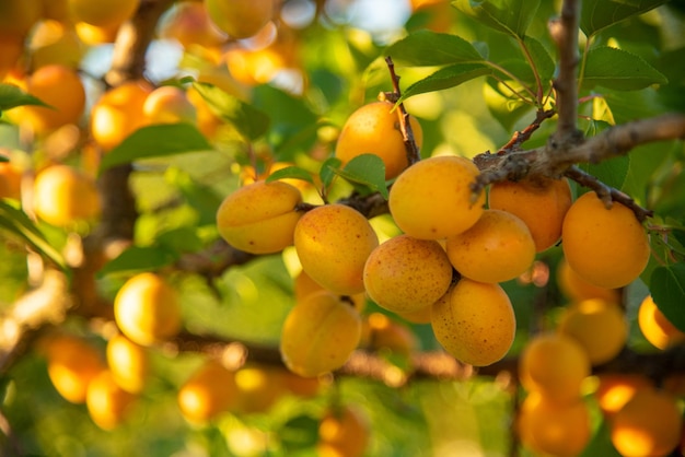 Fruta madura de albaricoque en albaricoquero Buena cosecha de albaricoque Concepto de frutas orgánicas crudas saludables