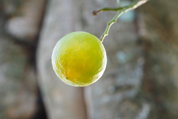 Fruta madura amarillo-naranja en un árbol.