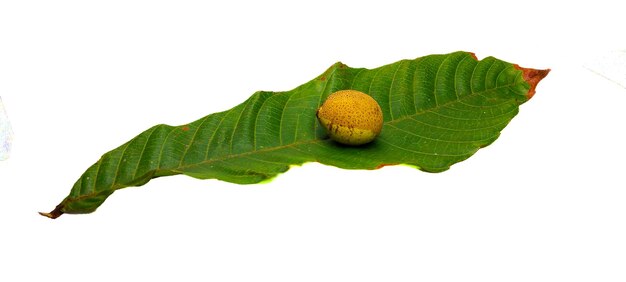 Fruta madura de matoa em uma folha em um fundo branco