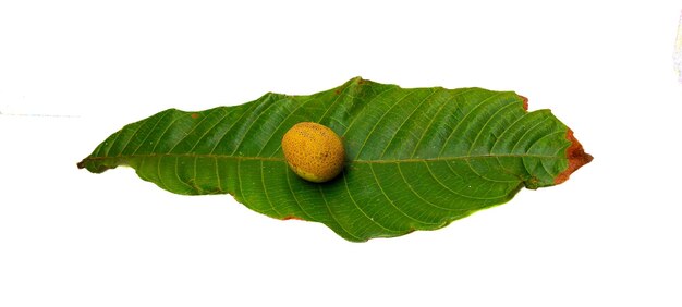 Fruta madura de matoa em uma folha em um fundo branco