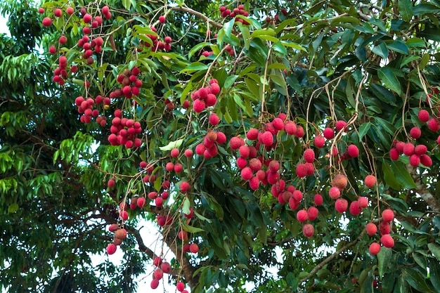 Fruta madura del lichi en árbol. fruta tropical