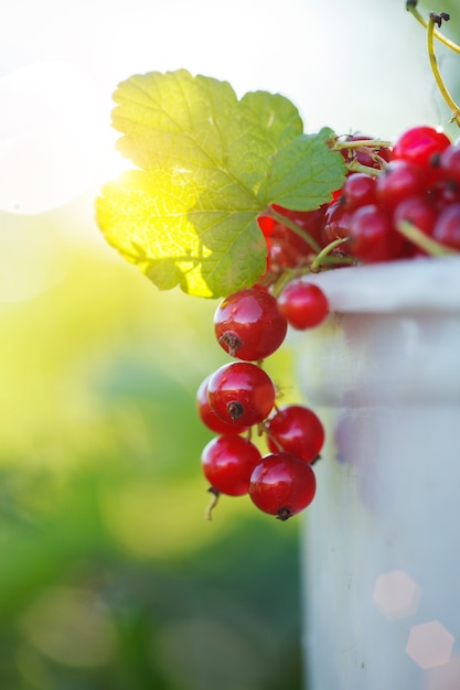 Fruta madura de la pasa roja en rama de la planta en fondo de la naturaleza.