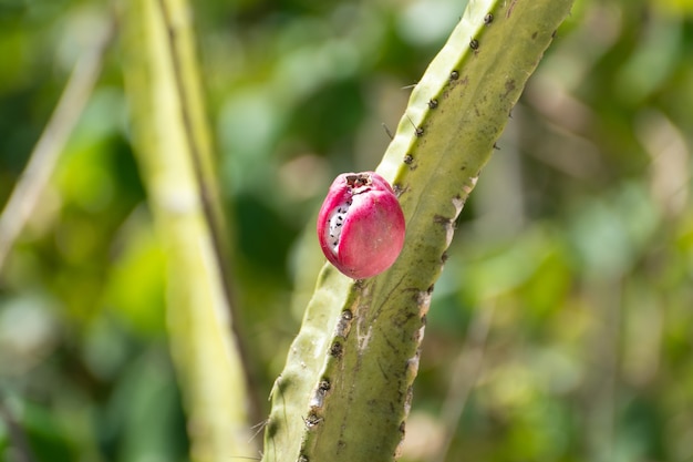 Fruta mandacaru. mandacaru é um cacto típico brasileiro