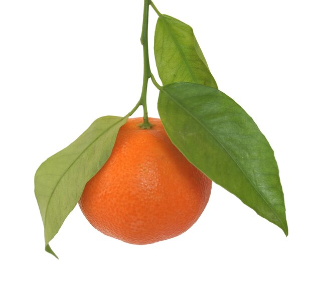 Fruta mandarina aislado