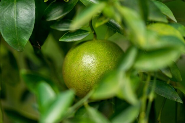 La fruta de mandarina está agria en el sur de Tailandia, por lo que la piel es verde.