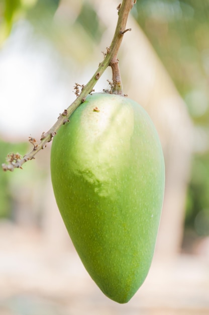 Fruta de mango crudo en el árbol en el jardín