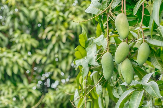 La fruta del mango está en el árbol.