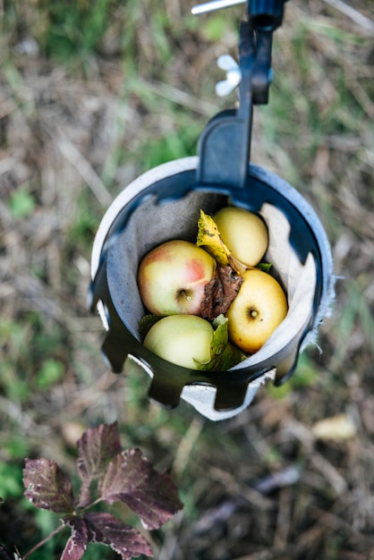 Fruta de manzana de jardinería urbana