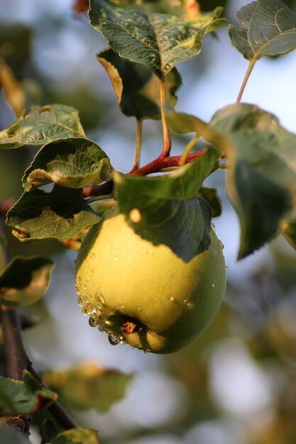 Fruta de manzana en la rama de un árbol gota de lluvia