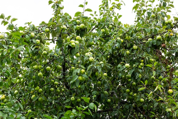 Fruta de manzana verde en un árbol sobre un fondo de cielo