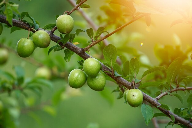 Fruta manzana verde, comida sana