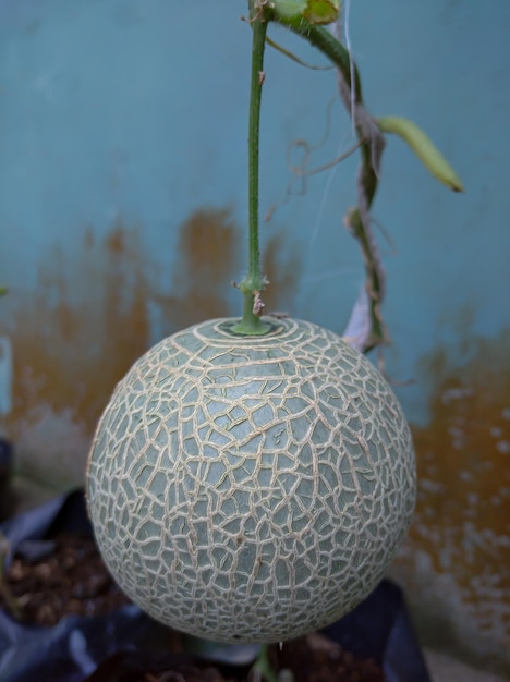 Una fruta de melón cuelga de una vid en un jardín.