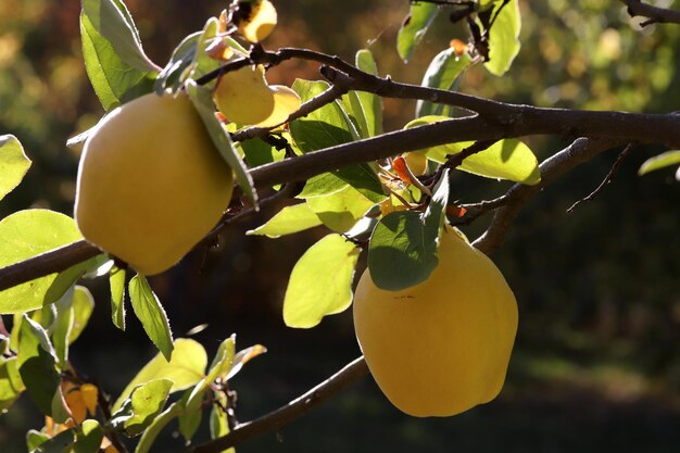 Fruta de membrillo amarilla madura en la rama del árbol en un día soleado de otoño