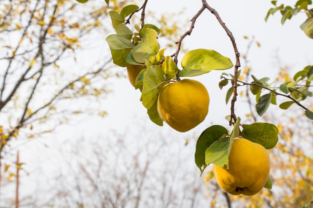 Fruta de membrillo en el árbol otoño y otoño.